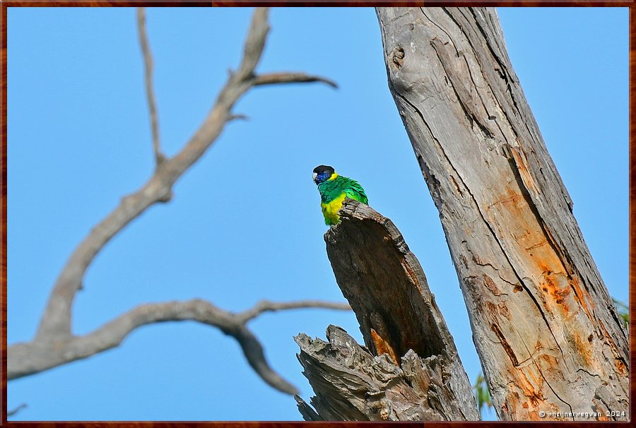 

Mikkira Station 
Port Lincoln Parrot  -  19/43