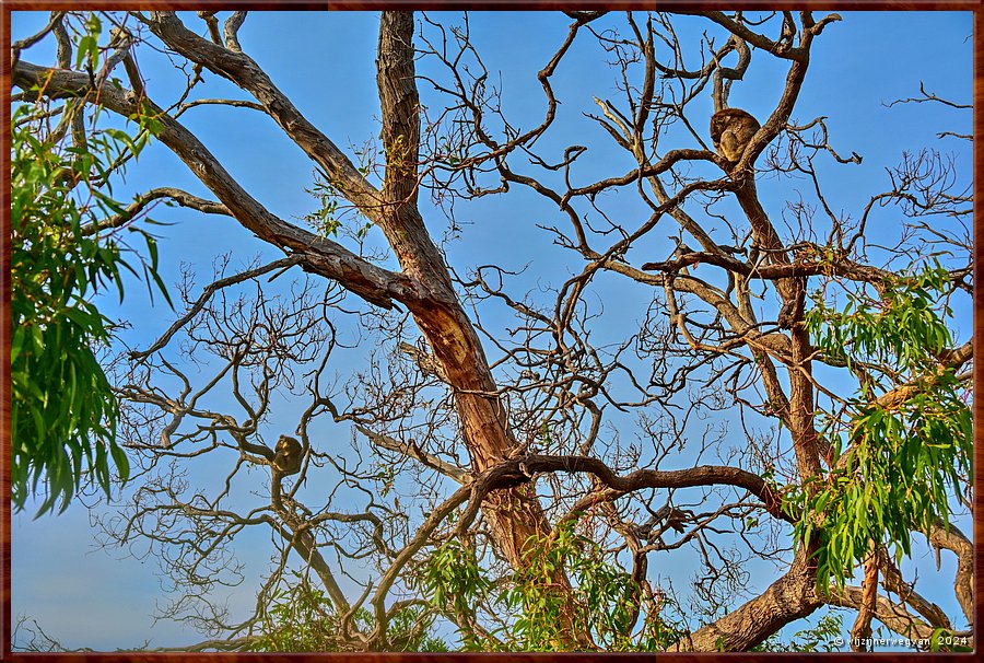 

Mikkira Station 
Moeder en kind delen een boom  -  20/43