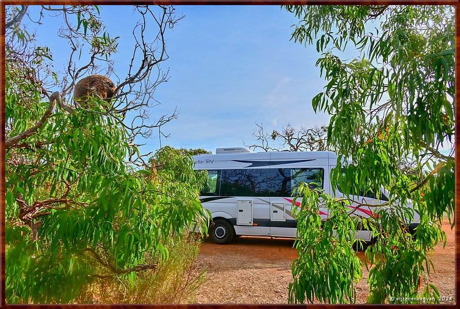 

Mikkira Station 
Het is fantastisch wonen tussen de koala's  -  21/43