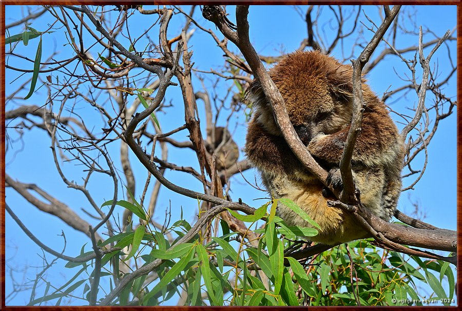 

Mikkira Station 
Een kleintje blijft een jaar bij de moeder, daarna gaat het naar een eigen boom  -  22/43