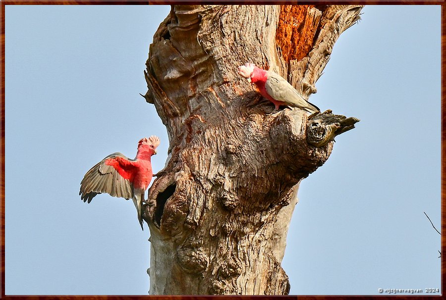 

Mikkira Station 
Galah paar  -  24/43