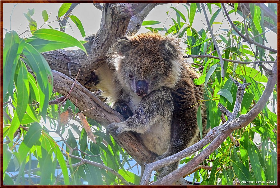 

Mikkira Station  -  25/43