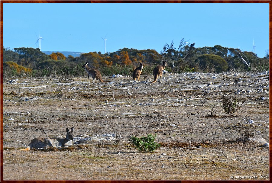 

Mikkira Station 
Kangaroo plains  -  27/43