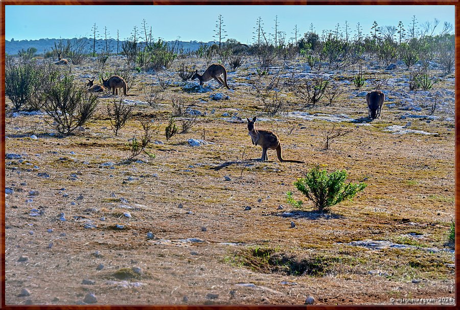 

Mikkira Station 
Kangaroo plains  -  28/43