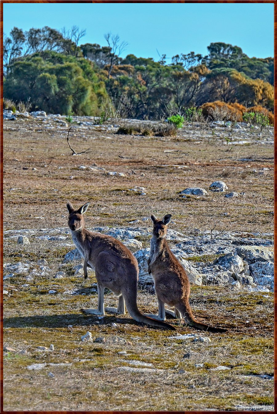 

Mikkira Station 
Kangaroo plains  -  29/43