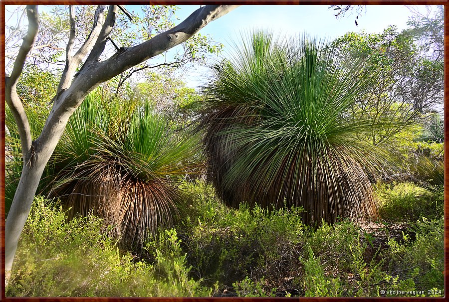 

Mikkira Station 
Giant Yakka (yucca gigantea)
Een plantensoort uit de aspergefamilie  -  31/43