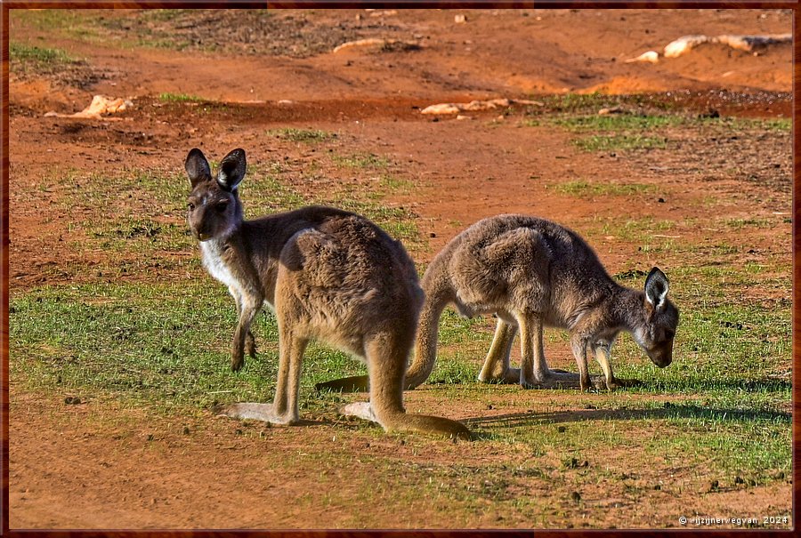 

Mikkira Station 
Kangaroo plains  -  36/43