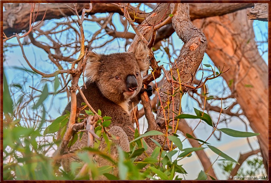 

Mikkira Station 
Truste maar weer!  -  42/43