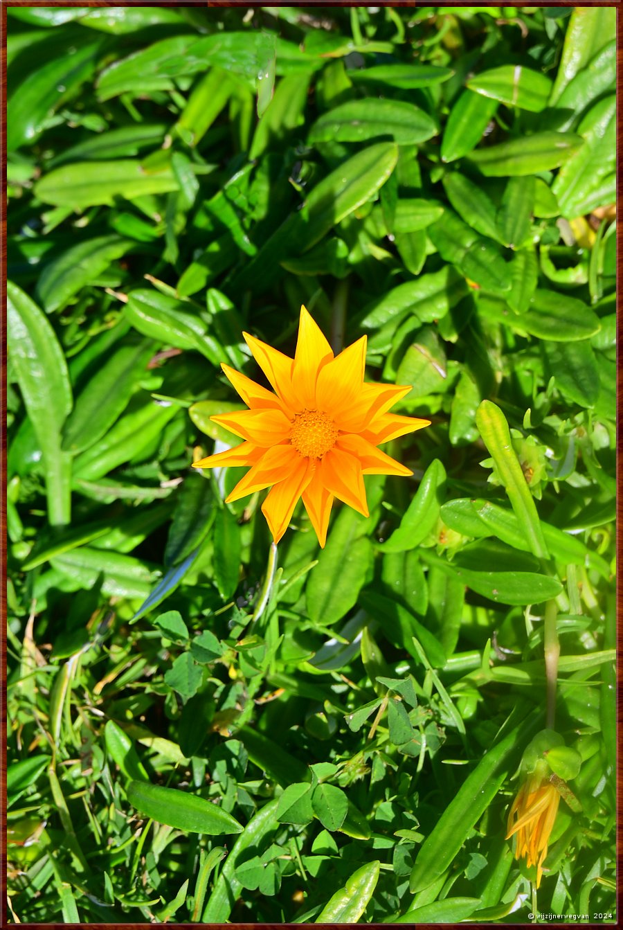 

Elliston
Middaggoud (gazania rigens)  -  14/43