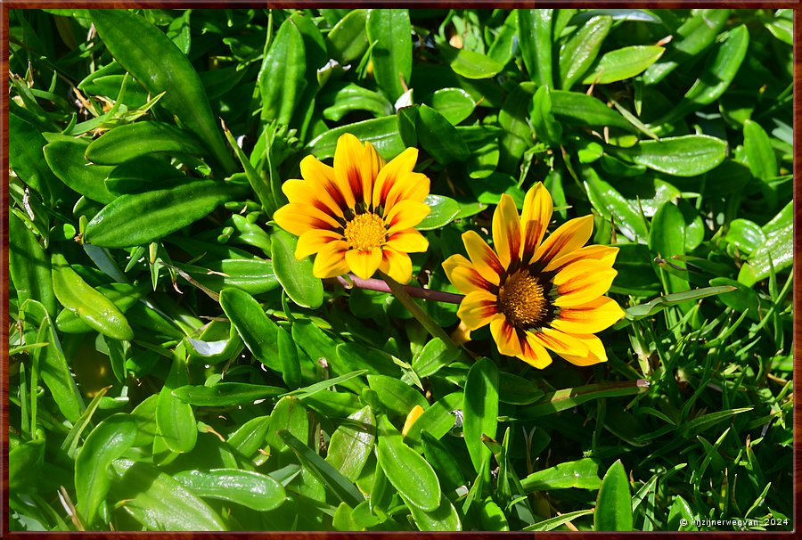 

Elliston
Spaanse Margriet (gazania linearis)  -  15/43