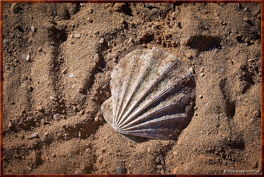 

Venus Bay
Jakobsmantel  -  30/43