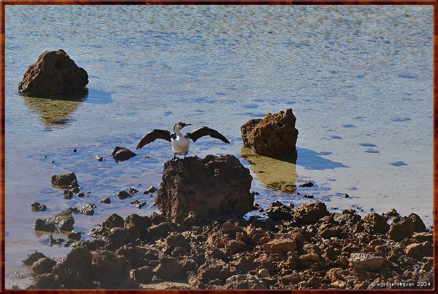 

Streaky Bay
Doctors Bay
Little pied cormorant
De kleine bonte droogt zijn vleugels  -  20/33