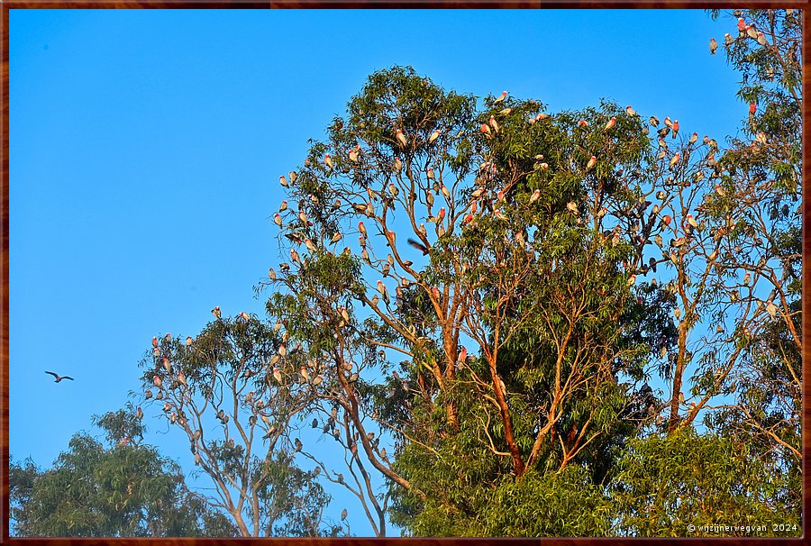

Coffin Bay
Esplanade
Tegen de avond komen de galah's wel tevoorschijn  -  30/34
