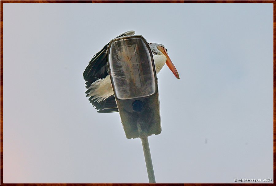 

Port Lincoln
Billy Light's Point
Paalzitter  -  2/13