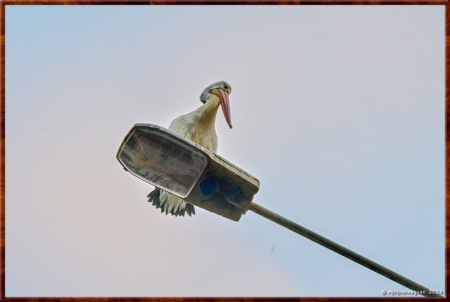 

Port Lincoln
Billy Light's Point
Room with a view  -  3/13