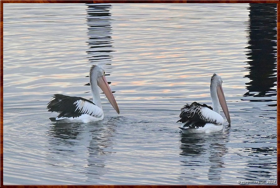 

Port Lincoln
Billy Light's Point
Pelipaar  -  4/13