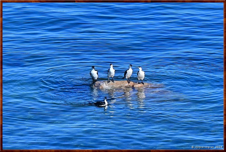 

Thevenard
Pinky Point Lookout
Aalscholvers
Vier op een rij  -  5/9