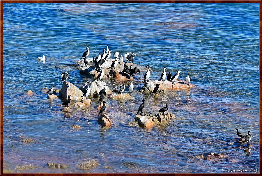 

Thevenard
Pinky Point Lookout
Aalscholvers meeting point  -  6/9