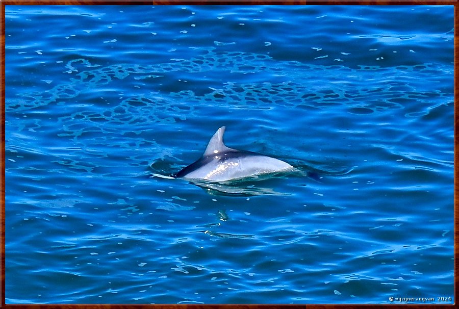 

Nullarbor Pain 
Head of Bight
Duikende dolfijn  -  21/41