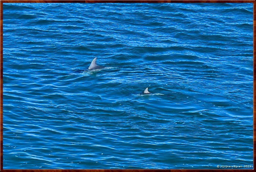 

Nullarbor Pain 
Head of Bight
Moeder met kind  -  23/41