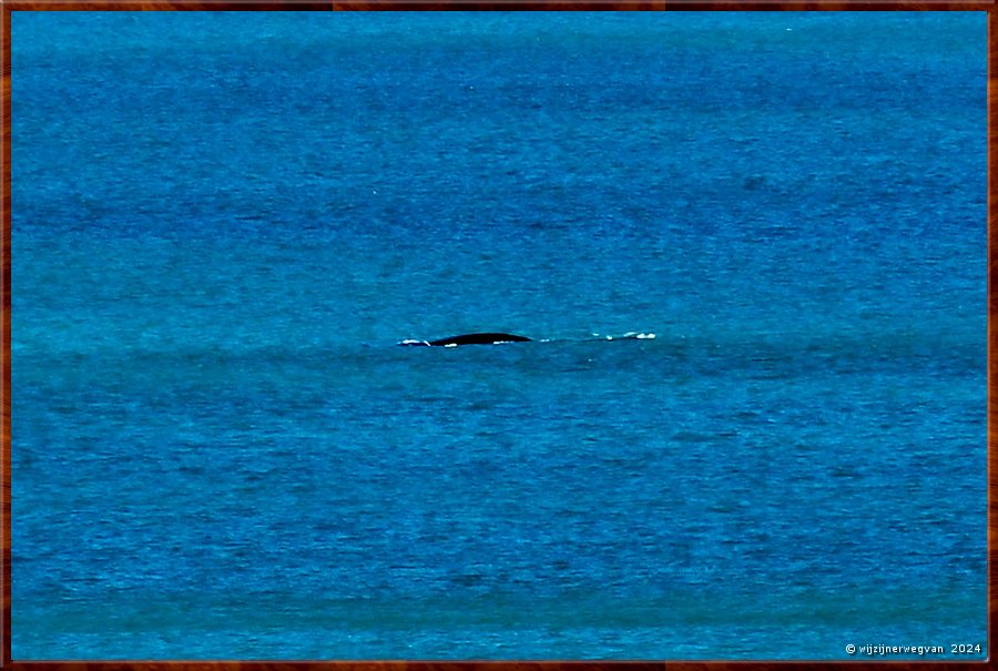 

Nullarbor Pain 
Head of Bight
Walvis!  -  25/41