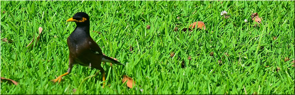 w51 2023 - Wadalbah - treurmaina