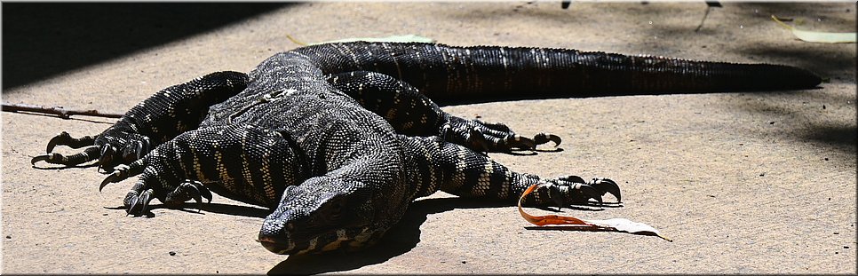 6 jan 2024 - Newcastle - Blackbutt Reserve - Lace monitor