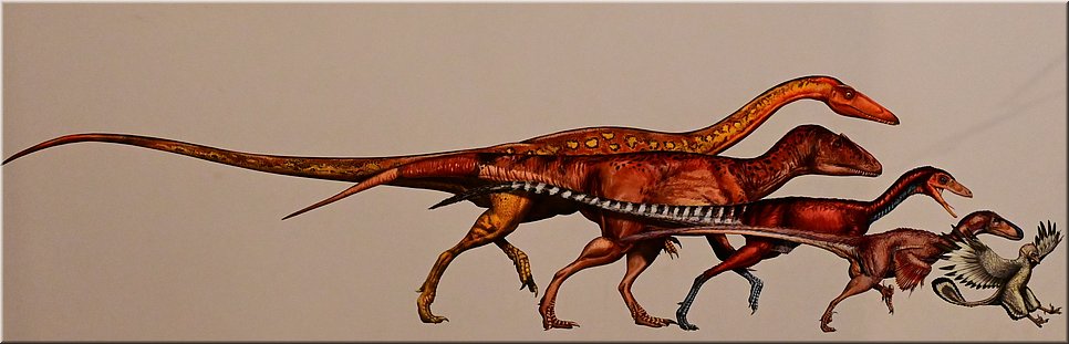 22 februari 2024 - Australian museum - Van dino naar vogel