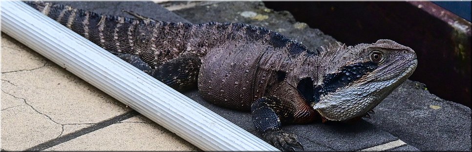 24 februari 2024 - Wollongong - Stumpy