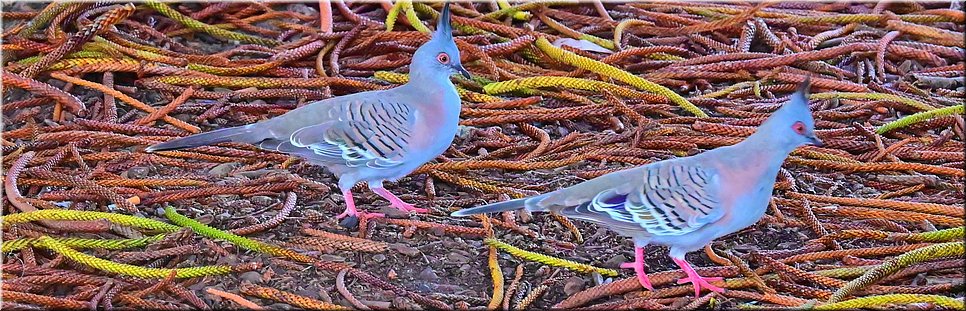 01-03-2024 - Wollongong - Kuifduif