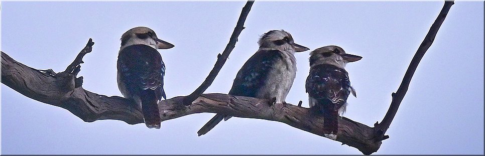06-03-2024 - Nowra - Drie kookaburra's
