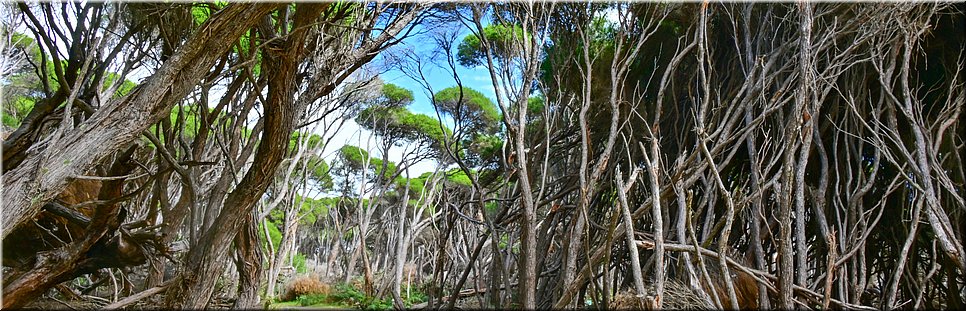 12-03-2024 - Tura Beach -Tura Headland Walk