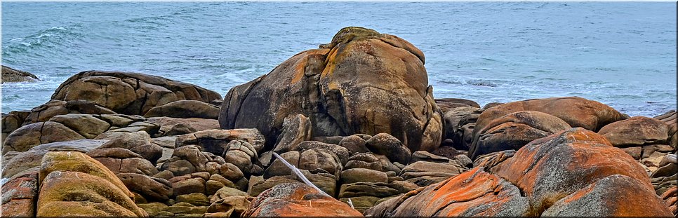 13-03-2024 - Cape Conran - Salmon Rocks - Olifant klautert uit de zee