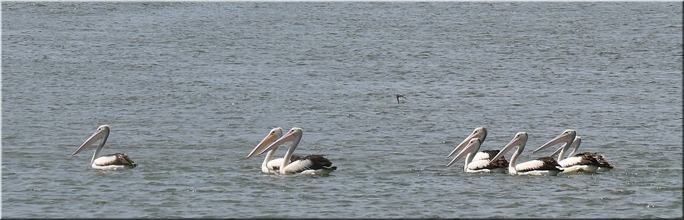 19-03-2024 - Port Albert - Pelikanenvloot