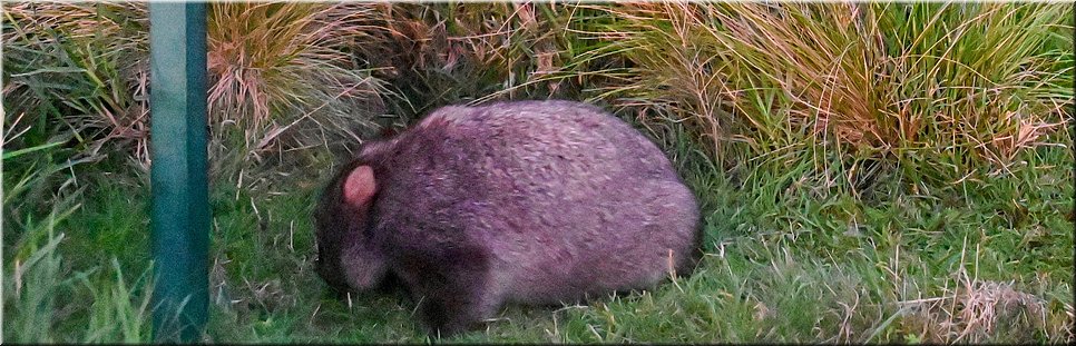21-03-2024 - Wilsons Promontory National Park - Loo Errn Track - Wombat!