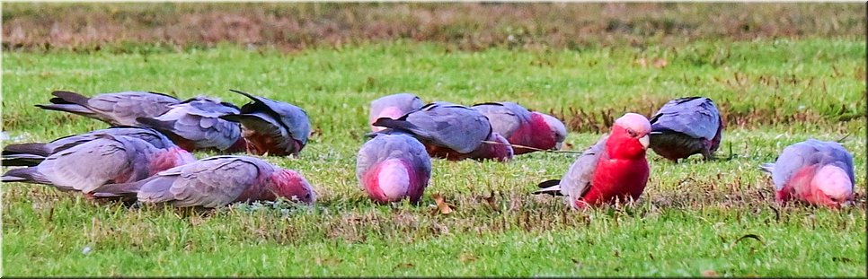 24-03-2024 - Lang Lang - Lang Lang Showgrounds