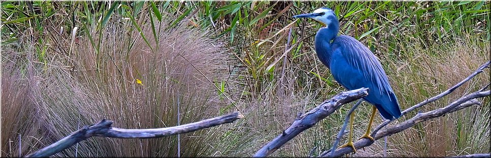 11-04-2024 - Kennett River - Kennet River - White-faced heron (witwangreiger)