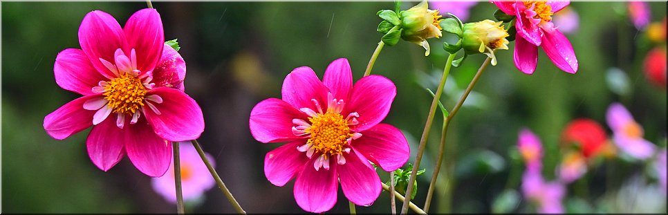 18-4-2024 Portland - Portland Botanical Gardens - 
Coccinea, dahlia