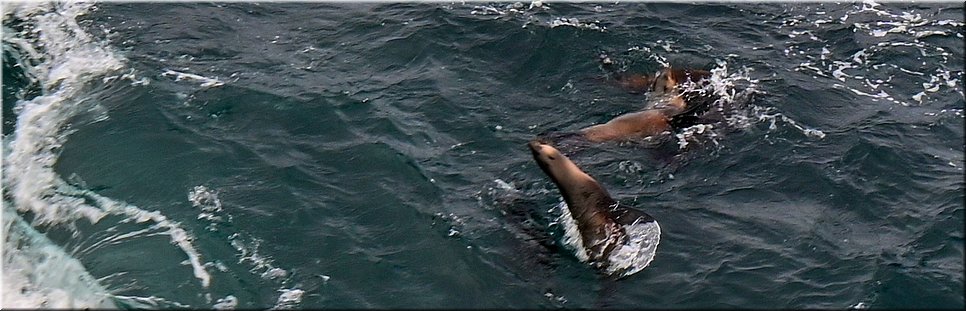 20-4-2024 Cape Bridgewater - Seal Colony Walk