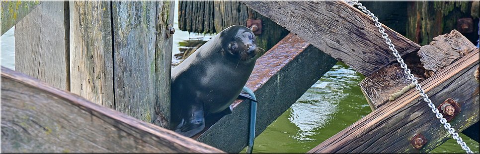 25-4-2024 Goolwa - Goolwa Barrage - Long nosed seal fur (Australische zeebeer)