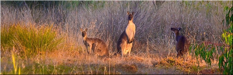 28-4-2024 Noarlunga Downs - Wetlands Loop Walk
