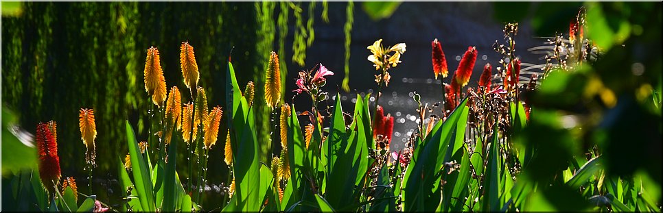 29-4-2024 Adelaide - Botanic Garden - Vuurpijlen (kniphofia)