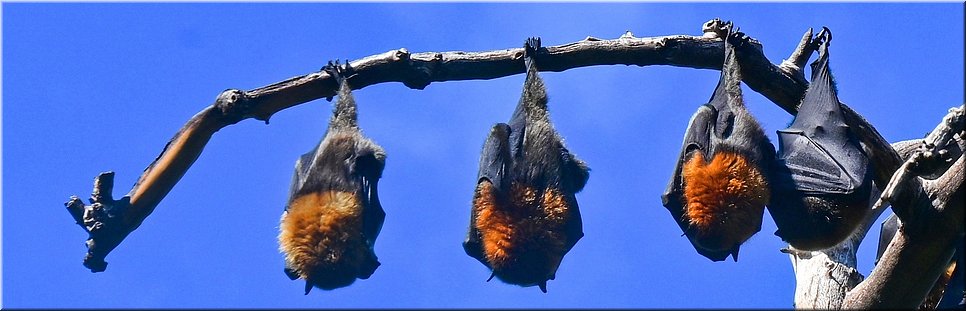 4-5-2024 Adelaide - Botanic Park - Grey Headed Flying Foxes