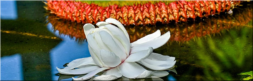 5-5-2024 Adelaide - Botanic Garden - Victoria Amazonica waterlelie