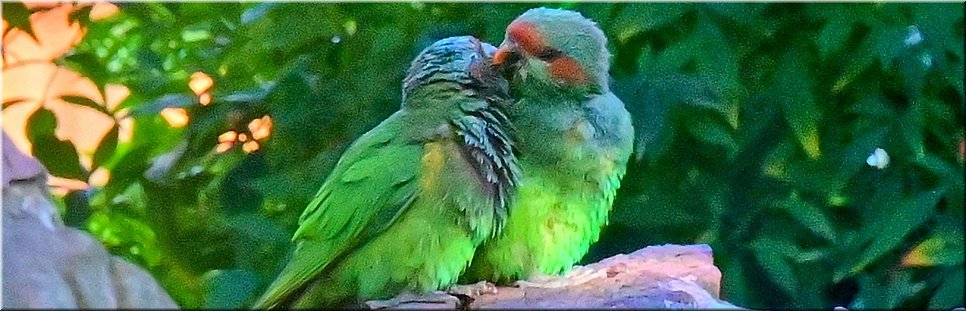 6-5-2024 Adelaide - Himeji Garden - Musk Lorikeets