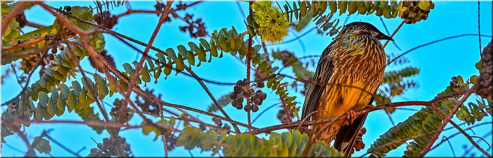 9-5-2024 - Port Augusta - The Australian Arid Lands Botanic Garden - Roodlelhoningeter in een boekblad eucalyptus