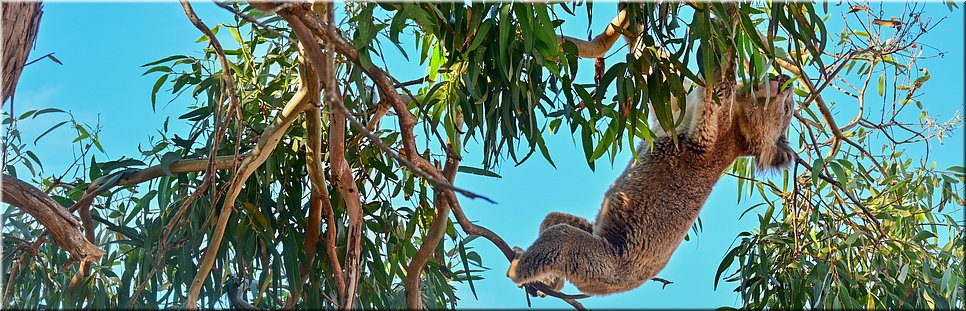 12-5-2024 - Mikkira Station - Koala
