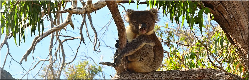 13-5-2024 - Mikkira Station - Nog een koala