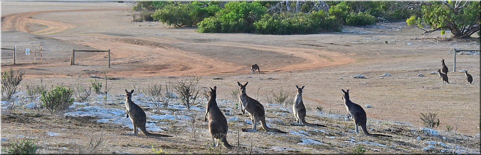 14-5-2024 - Mikkira Station - Kangoeroes
