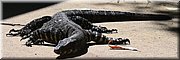 6 jan 2024 - Newcastle - Blackbutt Reserve - Lace monitor
